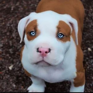 Meet your Posher, Wyatt